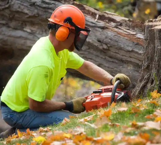 tree services Canastota